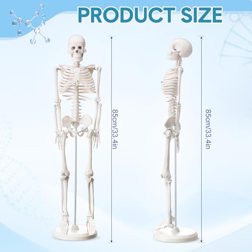 Image of Briwooody Human Skeleton Model for Anatomy 33.4'' Model Half Size Human Skeleton with Base Movable Arms and Legs for Students and Teachers