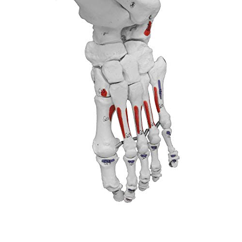 Image of VAS230 Full Size Flexible Human Skeleton with Hand Painted Muscles -67 inch | Flexible Articulated Spinal Column | Mounted On Roller Base with Instruction Manual
