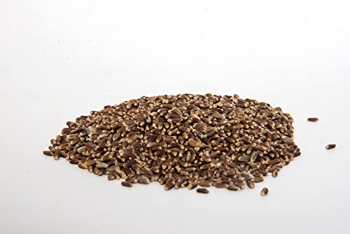 Image of Eywa Seeds & Exports Pvt Ltd BLACK WHEAT GRAINS (1 KG) for eating and cooking | kale gehu daane | Produce of India from Organic Farms