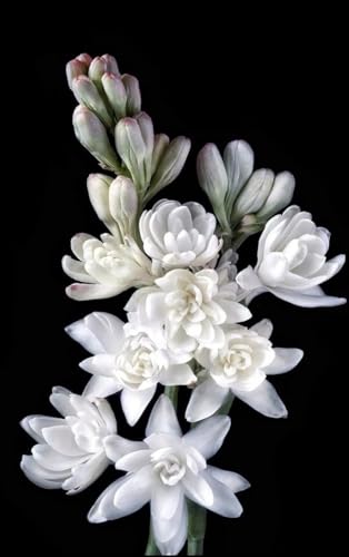 YGNHIJKD Indoor or Outdoor Tuberose Bulbs for Planting - Excellent Display Magical Hardy Balcony Rare Species Ornamental Value (6)