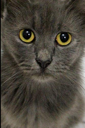 Internet Password Organizer: Internet Password Book Cat With Alphabetical Tabs, A Small Password Keeper Book To Keep Passwords In - My Password Journal Safe Diary