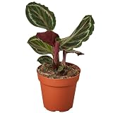 Calathea Roseopicta Medallion Live Plant | Houseplants in 4'' & 6'' Pot