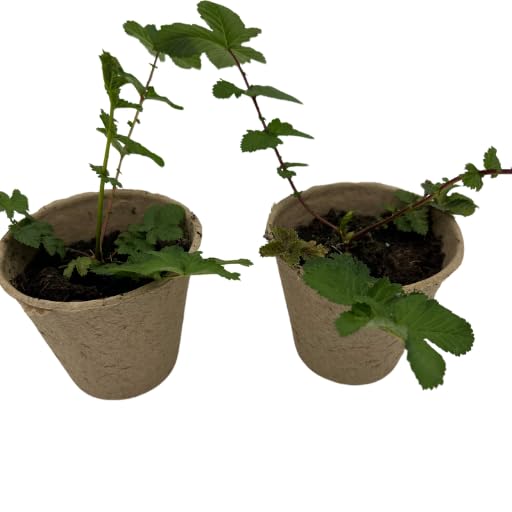 Meadowsweet Plants - Filipendula Ulmaria x 2 - Between 3 to 6 inches