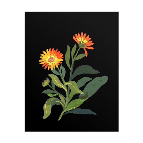 Impression d'art Giclée Marigold Mary Delany habille vos murs vides 40x55