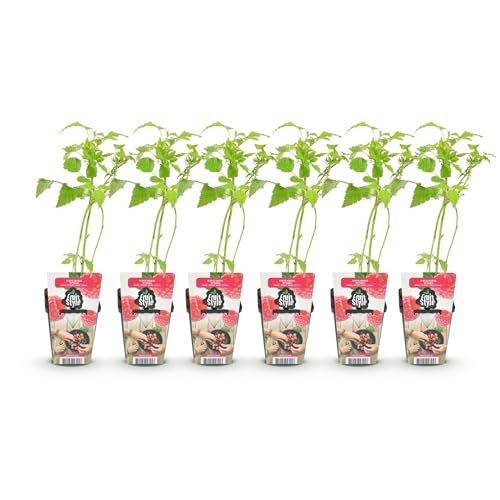 GreenboutiQ - Plantes à fruits - Framboise - Rubus idaeus Heritage - Rustique - 6 Plantes - Pot de 9 cm - Framboise Rouge