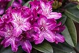 Rhododendron Hybride 'Anatevka' 30-40 cm – Winterhart, Immergrün, Mehrjährig – Rhododendron – Zierstrauch für Garten & Kübel