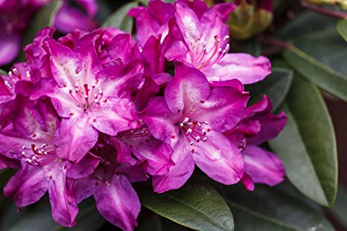 Rhododendron Hybride 'Anatevka' 30-40 cm – Winterhart, Immergrün, Mehrjährig – Rhododendron – Zierstrauch für Garten & Kübel
