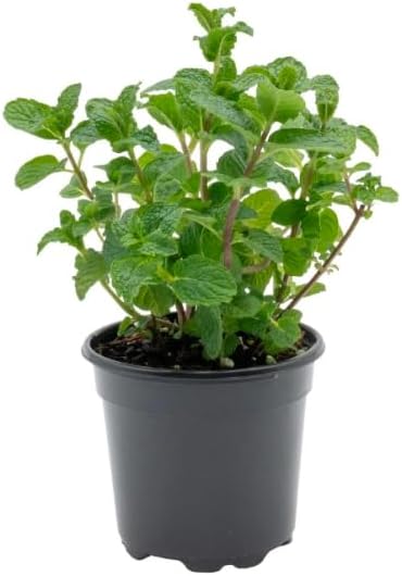 Live Peppermint Plants, 3 Pack in 4 Inch Pots, Fresh Culinary Herb. California Delivery