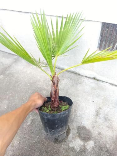 観葉植物 ワシントンヤシ」の人気商品一覧 | 安い商品を通販