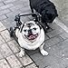 UrbanUp Hunderollstuhl Leichter, Verstellbarer Haustierwagen, Gehhilfe für Kleine und Mittelgroße Hunde für Corgis, Französische Bulldoggen, Rollstuhl für Behinderte/Verletzte Katzen(Size XS)
