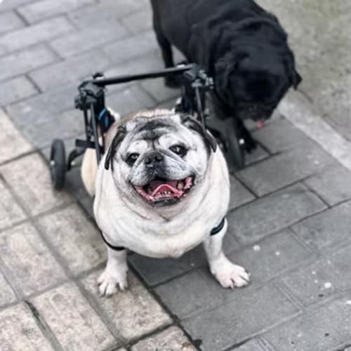 UrbanUp Hunderollstuhl Leichter, Verstellbarer Haustierwagen, Gehhilfe für Kleine und Mittelgroße Hunde für Corgis, Französische Bulldoggen, Rollstuhl für Behinderte/Verletzte Katzen(Size XS)