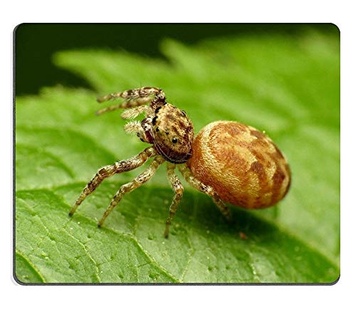 }EXpbhQ[p}EXpbhJumping Spider Natural Rubber Material
