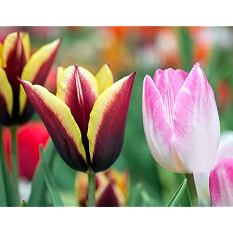 Gartenhof-Bonsai,Gartenschätze im Freien,Tulpen Zwiebeln,Magie dekorative Pflanze-30 Zwiebeln Cover
