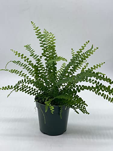 Boston Fern, 4 Inch, Nephrolepis Exaltata #TOP5
