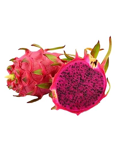 Image of Dragon Fruit Live Plant | Healthy Pitaya Cactus Plant for Home & Outdoor Gardening | Fast Growing | Easy Maintenance | Pack of 1