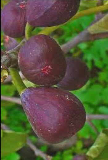 Ficus carica Little Ruby Dwarf Fig Tree Compact Hardy Fig Sweet Amber Mauve Fruit Strawberry Pink Center Great for Containers & Bonsai