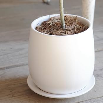 オリーブの木 約1.2m 生育中 白ポット オリーブの木 約1.2m 生育中 白ポット