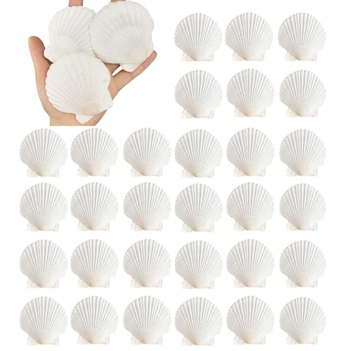 30PCS Natural Scallop Shells 2.3-3 White Sea Shells for DIY Craft Making Hand Painting Ocean Themed Party and Home Dcor