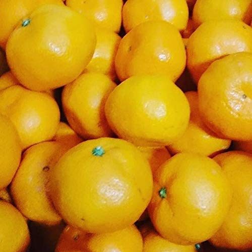 Amazon.co.jp: 【 単 品 】ウンシュウミカン（宮川早生） 樹高0.2m前後