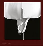 Mapplethorpe Flora: The Complete Flowers