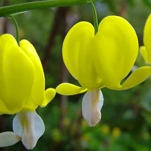 KVITER 25 Yellow Bleeding Heart Seeds (Dicentra Spectabilis) – Bleeding Heart Flower Seeds for Shade – Ideal Perennial Flower Seeds for Planting Bleeding Hearts in Pots & Outdoor Garden