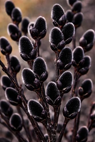 4 Black Pussy Willow Tree Cuttings to Grow - Fresh Cuttings, Ready to Plant