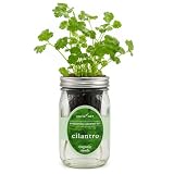 Environet Hydroponic Herb Growing Kit, Self-Watering Mason Jar Window Herb Garden Starter Kit Indoor, Grow Your Own Herbs from Organic Seeds (Cilantro)