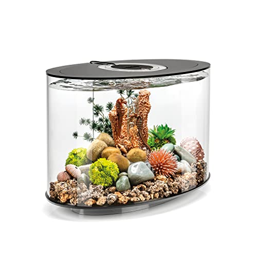 La forma ellittica rende l'acquario da tavolo in vetro acrilico resistente, chiaro e leggero un vero e proprio richiamo visivo. Grazie alle sue dimensioni compatte (15 L), l'acquario si adatta anche alle stanze più piccole.