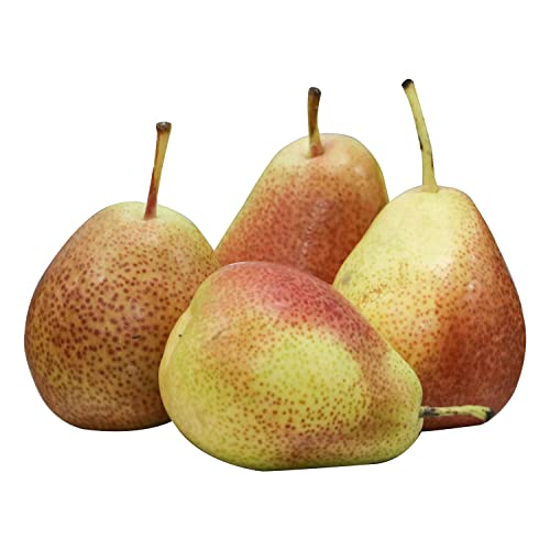 Pears Forelle South Africa 500 g Approx.