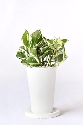 ϗtA { |gXEGWC O|bgizCgj 픫