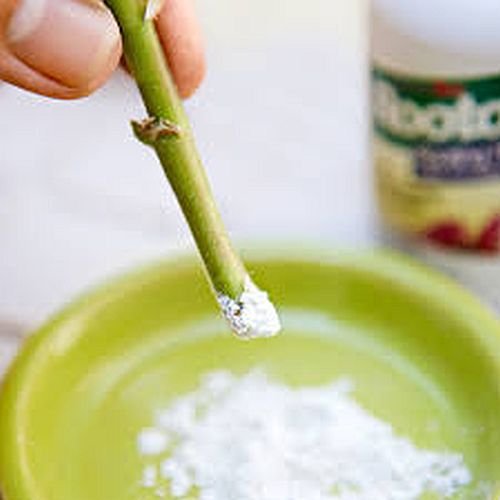 Saridex Root Cutting Powder for all purpose (soft and hard plants), 30 gm