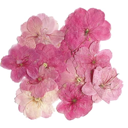 12 flores prensadas secas para manualidades miniatura 4