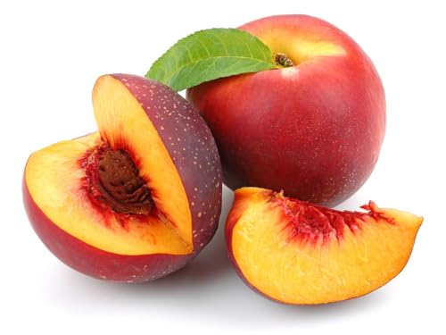 Nectarine Trees, 'Humboldt', 1 x Tall Plant in a 10 Litre Pot, 1.2m - 1.4m Tall, Nectarines, Garden Ready and Ready to Plant, Premium Quality Fruit Trees