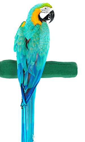 Image of Sweet Feet and Beak Comfort Grip Safety Perch for Bird Cages - Pedicure Perch for Birds to Keep Nails and Beaks in Top Condition - Safe Easy to Install Bird Cage Accessories XL 13.5 inch - Green