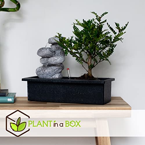 Plant in a Box - Bonsai boompje met Easy-care watersysteem én stromende waterval over Zen stenen - kamerplant - Hoogte… - Afbeelding 5
