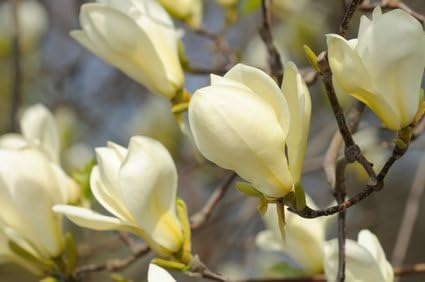 Magnolia virginiana 3 seeds