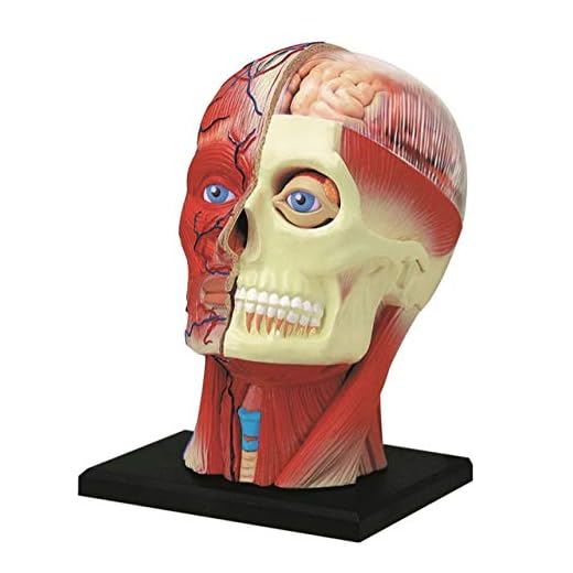 4D Vision Human Head Anatomy Model