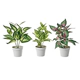 LOLAhome Set de 3 Plantas Artificiales de Hojas de Tela con Maceta Blanca de plástico de Ø 21x32 cm