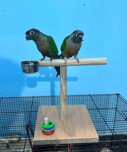 Image of Poonch Wooden Bird Training Tstand with Feeder Cup and Ring Game and Base for Budgies Cockatiel and Other Parrots