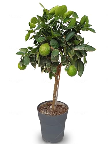 Sunny Tree - Árbol de lima - 3 años - Citrus Latifolia - Planta cítrica - Frutas - 90 cm - A+ Ware