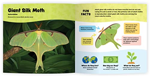 The Fantastic World Of Bugs - Children’s Insect Book About Grasshoppers, Spiders, Butterflies, Bees, Beetles, Ants And More… An Educational Bug Identification Book For Kids With Awesome Insect Photography And Fun Facts #TOP3