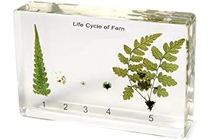 Bat in Resin Paperweight