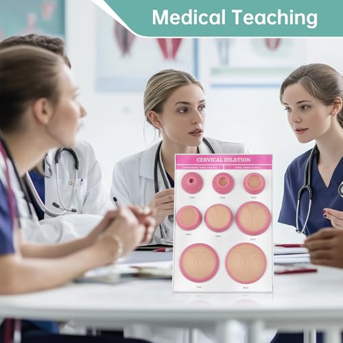Image of Cervical Dilation Simulator with 1-8cm, Gynecological Examination Model, Chart on Display Board for Midwife and Doula Training, Medical Education, and Birth Learning