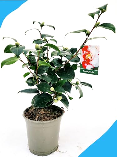 Se sei interessato ad altre nostre offerte digita: www.amazon.it/powerstoflowers