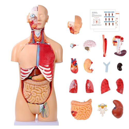 SFXYJ Human Torso Anatomy Model 33.4', Dual-Sex 32 Part Removable Life-Size with Heart Head Skull...