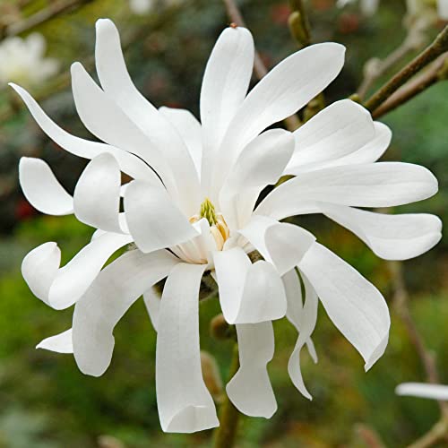 Magnolia Royal Star winterharte laubabwerfende Gartenpflanze im 9cm Topf