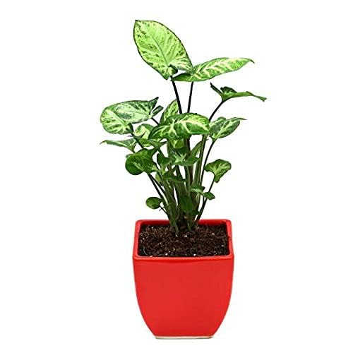 Image of Live Indoor Plants with Decorative Pot for Living Room, Balcony and Garden (3Inch Pot, Assorted Colour) (Syngonium)