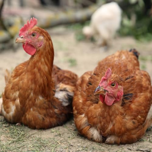 Stop Broody Birds From Laying - Dr Jayne Weller