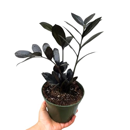 PLANTVERS Raven ZZ Plant in Nursery Pot | Zamioculcas Zamiifolia ...