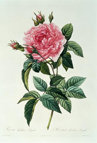 Cuadro en Lienzo Impresión Imagen Rosa Gallica Regalis Pierre Redouté Oficina 60x90cm
